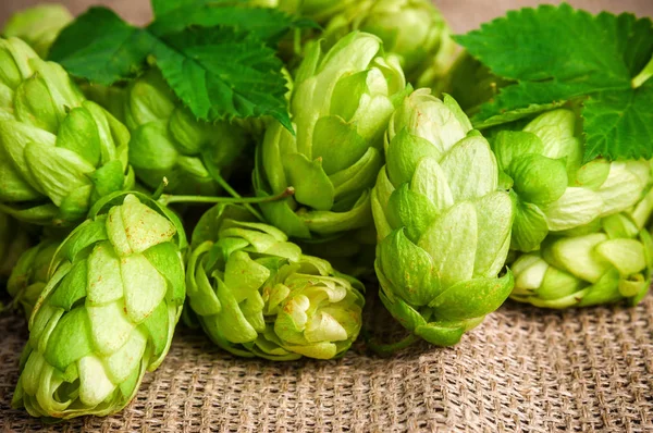 Haufen Saftig Grünen Hopfens Mit Blättern — Stockfoto