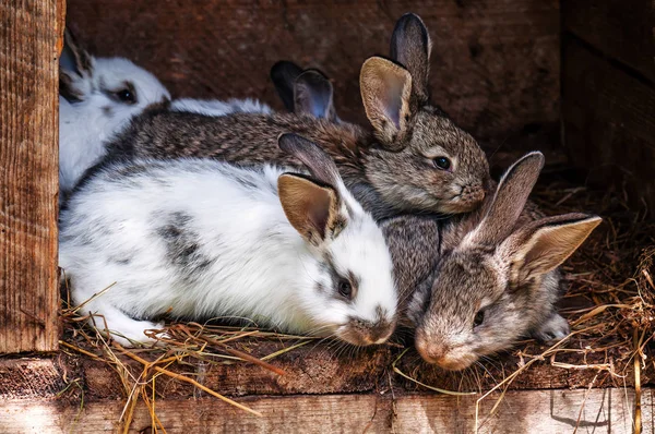 Wite Gris Viven Pequeños Conejos Esponjosos —  Fotos de Stock