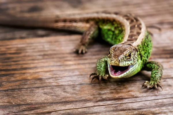 live green common lizard with an open mouth on wooden background