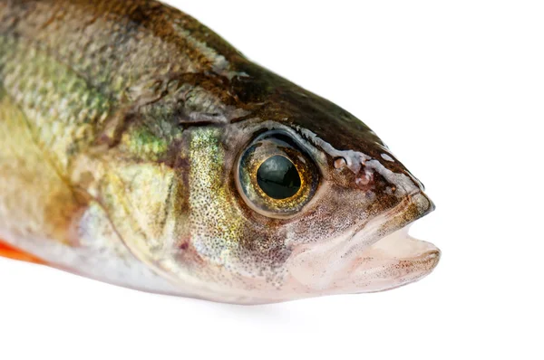 levrek baş beyaz izole