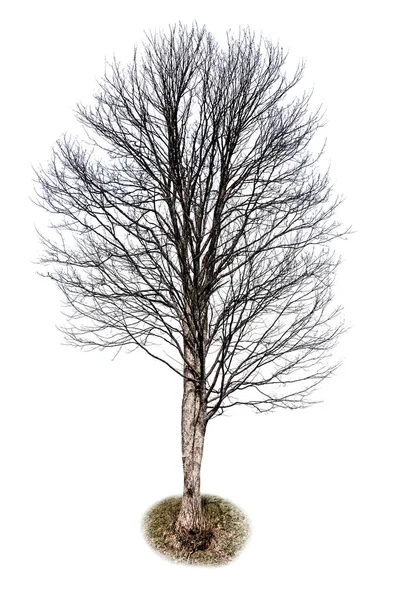 Bare Automne Tree Isolated White — Stock Photo, Image