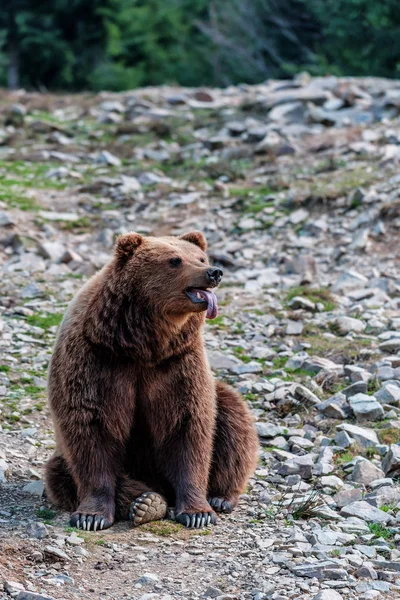 Živý Medvěd Hnědý Ukazuje Svůj Jazyk — Stock fotografie
