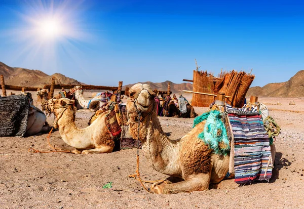 Caravana Camellos Descansa Desierto Bajo Cielo Azul —  Fotos de Stock