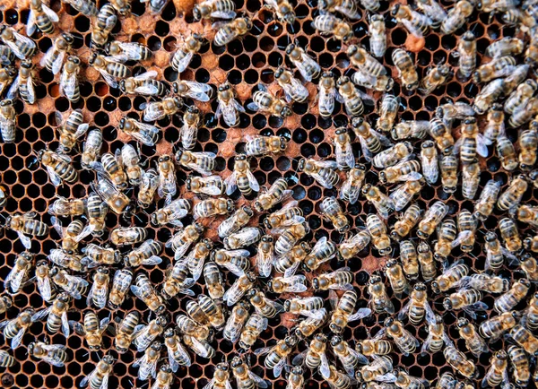 Żywych Pszczół Plastrze Miodu Jako Tekstury — Zdjęcie stockowe