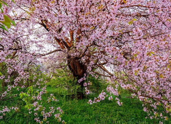 Fioritura Viola Ciliegio Selvatico Primavera Dell Ora — Foto Stock