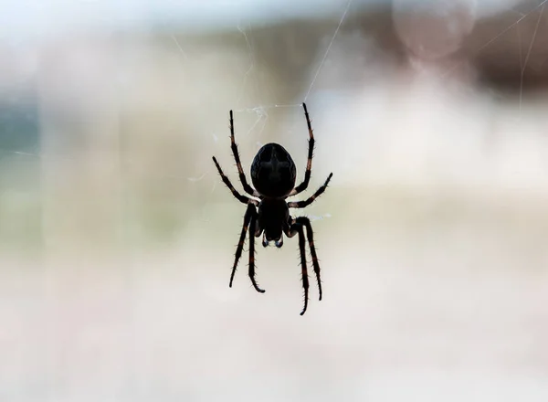 Silouette Predatory Spider Window — Stock Photo, Image