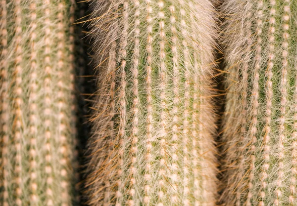 Doornige Cactus Als Bitmappatroon — Stockfoto