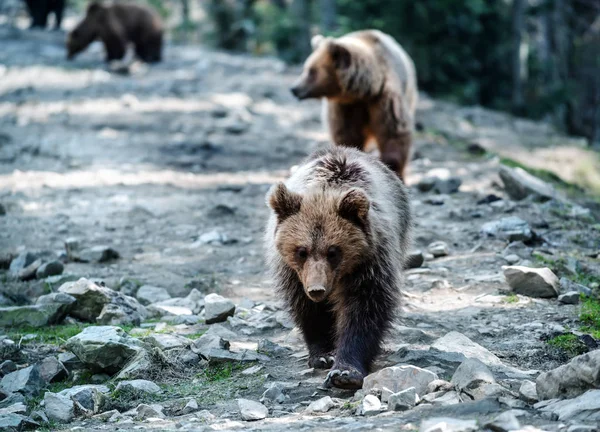 Skutečný Živý Medvěd Rodinné Procházky Lese — Stock fotografie