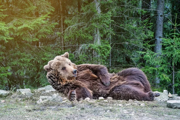 Skutečné Medvěd Hnědý Probudil Lese — Stock fotografie