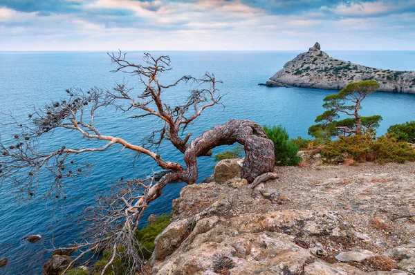 Ginepro Morto Sulla Roccia Vicino Mare Crimea — Foto Stock