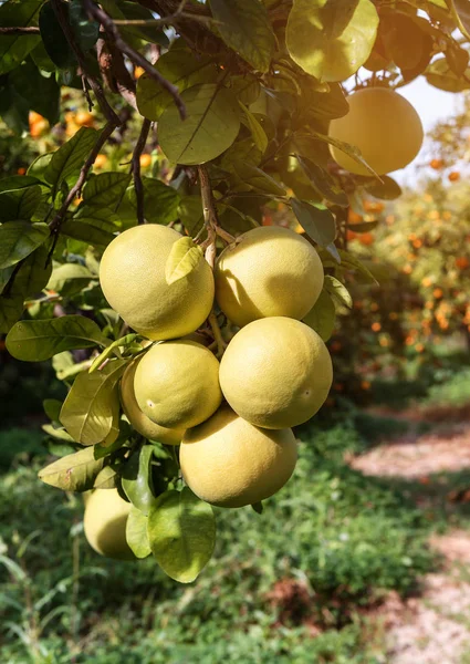 lush and juicy pomelo (grapefruit) on the tree