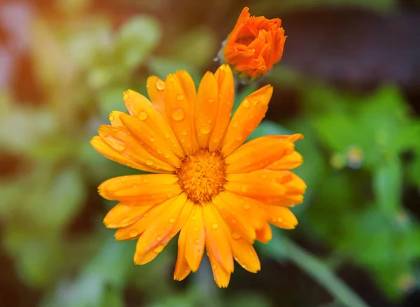 Flor Calêndula Laranja Jardim — Fotografia de Stock