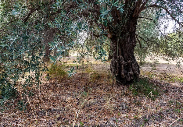 Eski Yemyeşil Zeytin Ağacı Bahçede — Stok fotoğraf