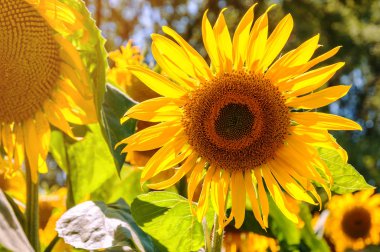 sarı yemyeşil ayçiçeği güneş ışığı altında