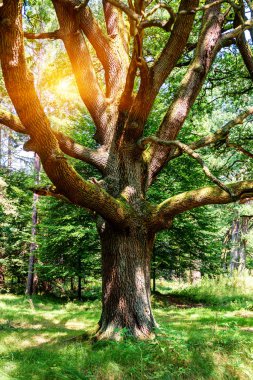 Ormanda güneş ışığı altında yaşlı meşe ağacı