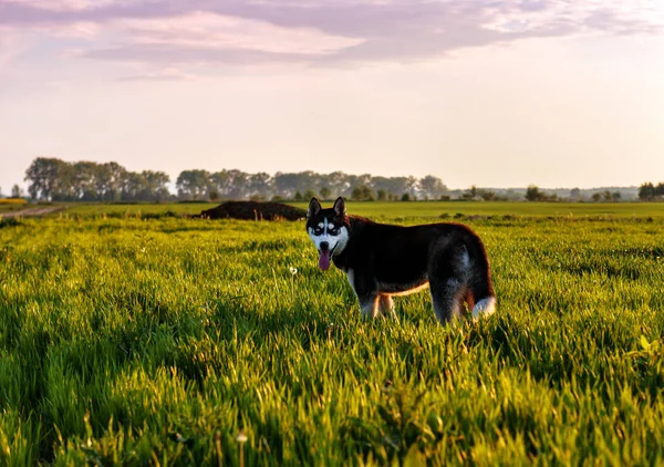 Joli Husky Aux Yeux Bleus Champ Coucher Soleil — Photo