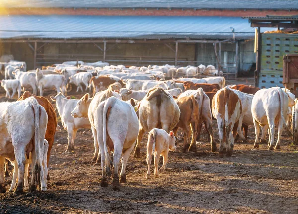 Gruppo Vacche Azienda — Foto Stock