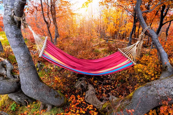 red hammock in the autumn beech forest