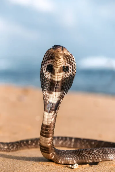 海滩上的活的毒蛇王画像 — 图库照片