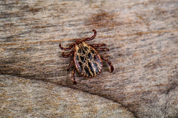 Dangerous Parasite Infection Carrier Mite Sitting Wooden Plank — Stock Photo, Image
