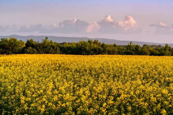 美しい夕日の緑と黄色の菜の花畑 — ストック写真