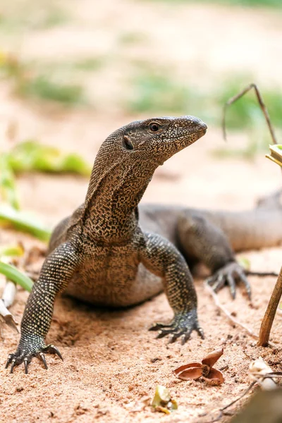 Retrato Lagarto Monitor Vivo Varan —  Fotos de Stock