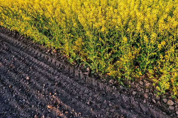 Arato Seminato Campo Colza Come Una Texture — Foto Stock