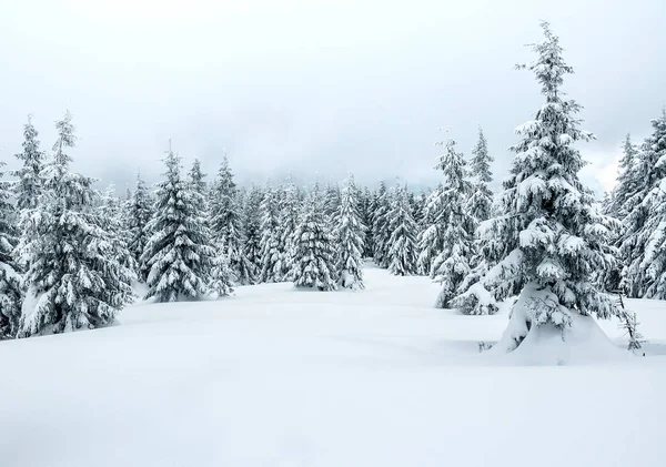 Зимний Пейзаж Заснеженные Ели Горах — стоковое фото