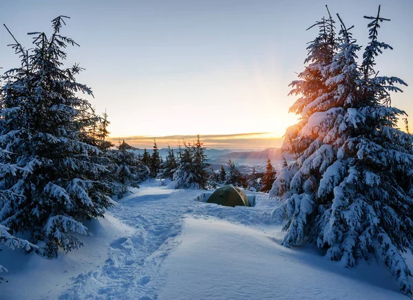 美しい日の出に松の木と雪の山と冬の森の緑のテント — ストック写真