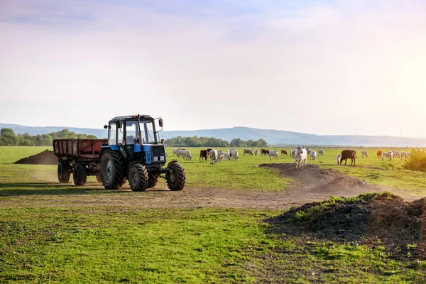 Tractor Cows Farm Industrial Theme — Stock Photo, Image