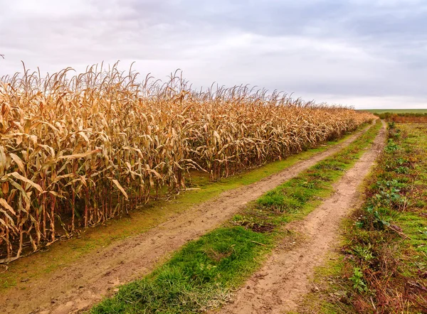 Droge Rijpe Maïsplanten Het Veld — Stockfoto