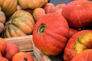 Markette olgun balkabağı hasadı