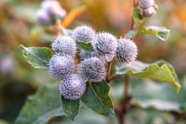 Tıbbi bitki Dulavratotu. Çiçek ve yaprakları yaz alanında çiçeklenme Dulavratotu. Yaz bitki. Yeşil tomurcukları ve dulavratotu mor çiçekler