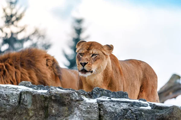 Portrait Wild Predator Lioness — Stock Photo, Image