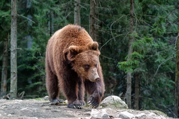 Настоящий Бурый Медведь Гуляет Лесу — стоковое фото