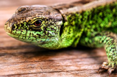 Ahşap arka planda canlı yeşil kertenkele