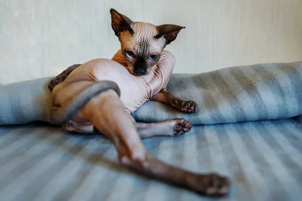 Lindo Gato Calvo Gatito Esfinge Descansando Sobre Una Manta — Foto de Stock