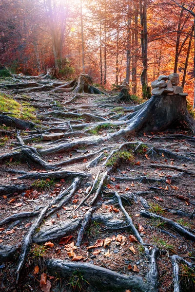 Wurzeln Baumstumpf Herbstwald — Stockfoto