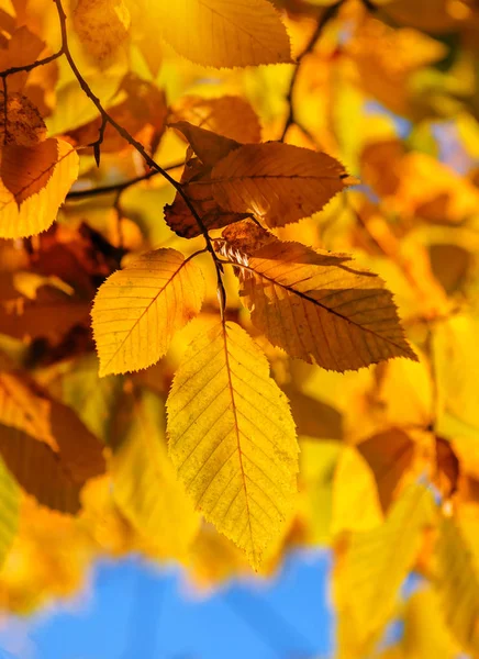 Yellow Autumn Beech Leaves Texture — Stock Photo, Image