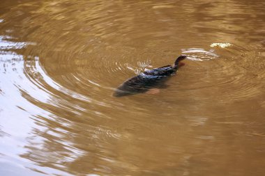 Canlı sazan balığı suda yüzer.