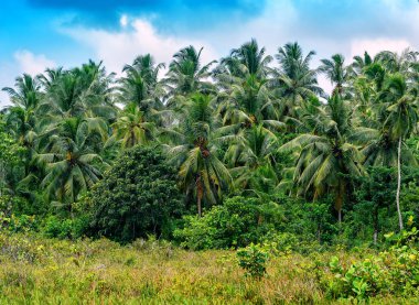 Ormanda yemyeşil hindistan cevizi palmiyeleri