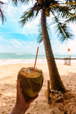 Tropikal sahilde elinde sütle olgun hindistan cevizi