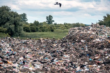 Çöp sahasında farklı kuşlar (dökümü)