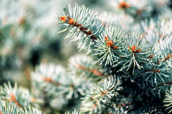 Branch Fir Tree Texture — Stock Photo, Image