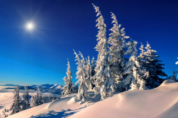 Les Sapins Sur Neige Dans Les Hautes Montagnes — Photo