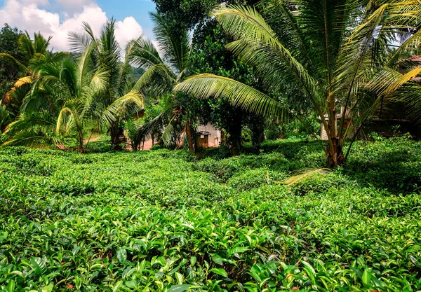 Groene Weelderige Theestruiken Sri Lanka — Stockfoto