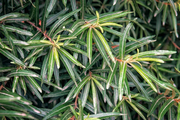 Lush Olive Twig Leaves Texture — Stock Photo, Image