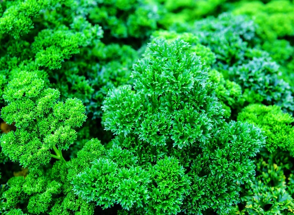 Saftige Und Grüne Petersilienblätter Als Textur — Stockfoto