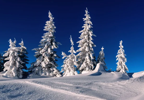 Заснеженные Ели Солнечном Свете Зимних Горах — стоковое фото
