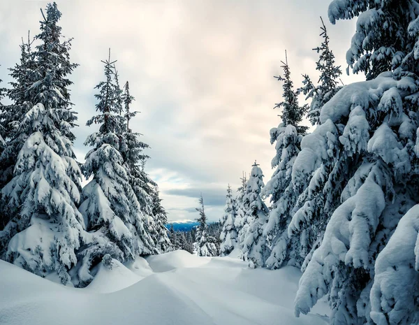 Winterwald Und Tiefe Schneeverwehungen — Stockfoto